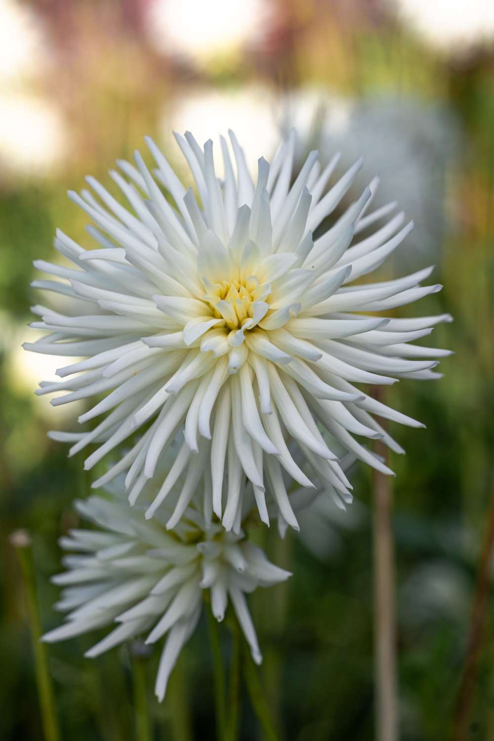 Dahlia 'Playa Blanca'